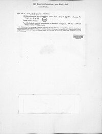 Fusarium lateritium image
